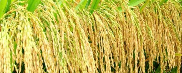 超级杂交水稻是由什么构成的,杂交水稻和普通水稻的区别