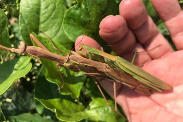 螳螂怎么繁殖后代，螳螂是益虫还是害虫