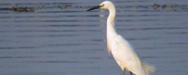 白鹭的寿命有多长，主要分布在哪些地方
