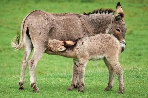 农村养什么能挣钱