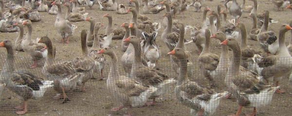 养鸭粪便怎样干湿分离