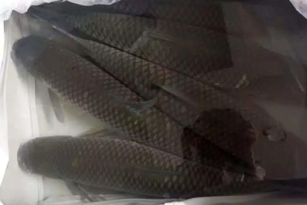 广东的皖鱼是什么鱼,和草鱼有什么区别