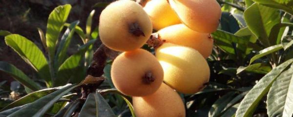 攀枝花枇杷几月份成熟,攀枝花枇杷的特点