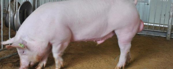 零下20度猪能冻死吗,冬天猪如何取暖