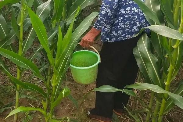 种植玉米怎么施底肥，玉米为什么会长杈子