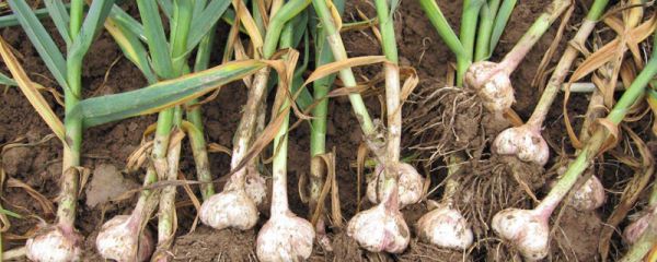 喂小鹅用大蒜可以吗