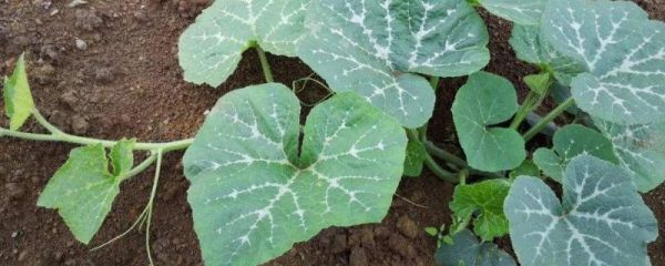 南瓜出苗后几天移栽