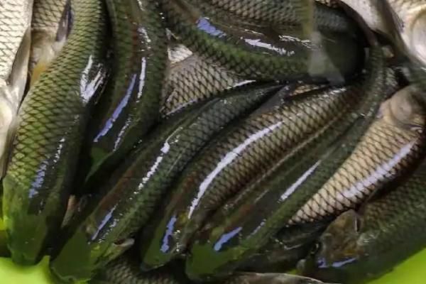 广东的皖鱼是什么鱼,和草鱼有什么区别