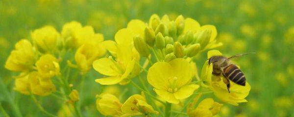 养蜂采蜜高产技巧