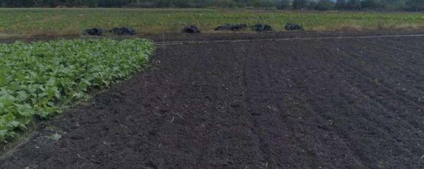 乌克兰农业主要生产什么，乌克兰为什么称为欧洲粮仓