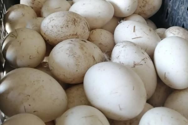 鹅蛋里有叫声到破壳多久，鹅蛋孵化多少天出小鹅