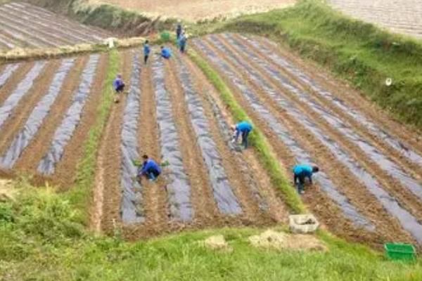 小米辣的种植与管理，小米辣和朝天椒的区别