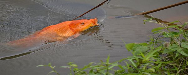 鲤鱼侧身是怎么回事