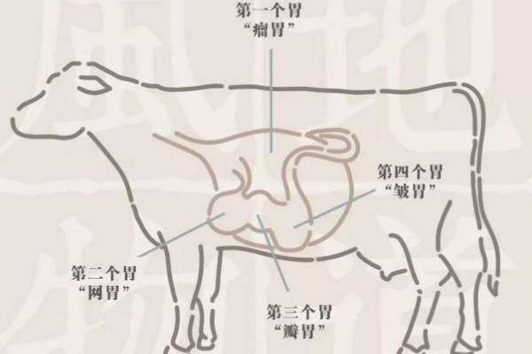 牛有四个胃有什么现象，四个胃分别是什么，哪个才是真正的胃