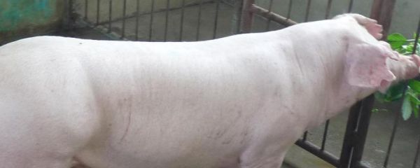 经产母猪不发情怎么办,发情的症状是什么