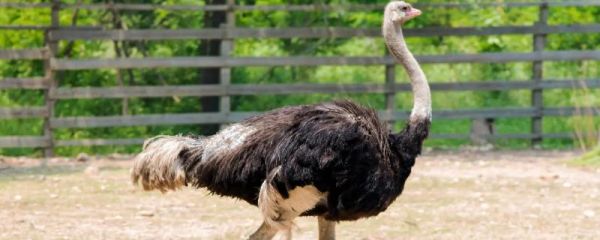 鸵鸟一天吃多少饲料,鸵鸟一般生活在什么地方