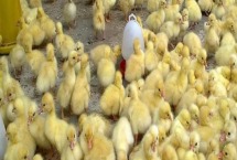 小鹅喝水湿毛怎么解决 小鹅喂水一般一次喂多少