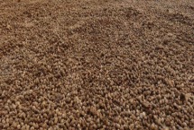 冬天发酵羊粪需要多久 羊粪属于什么肥料