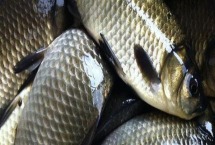 中科5号鲫鱼养殖技术 附简介