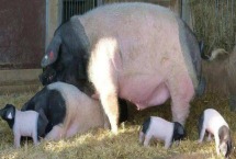 母猪自然配种方法 母猪不发情怎么办