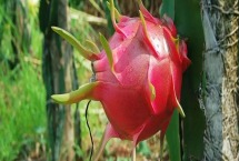 火龙果盆栽几年能结果