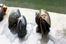 福寿螺可以钓草鱼吗