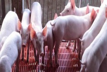 外购仔猪回来怎么管理 仔猪的正常体温是多少度