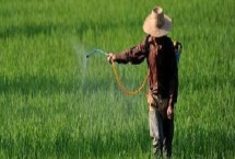 甲维盐氯氰可以打玉米吗 能杀哪些虫