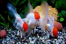 金鱼苗怎么养 怎么度过破肚期