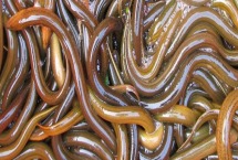 黄鳝的最佳饲料配方 黄鳝的最佳饲料配方