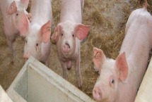 猪多少度会怕冷 冬季猪拉稀该怎样治疗
