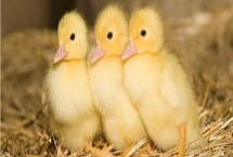 小鸭子怕冷吗 小鸭子如何挑选