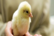 冬天小鸡怎么养 小鸡养不活是什么原因 冬天小鸡怎么养 小鸡养不活是什么原因