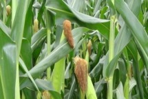 玉米除草剂多久草会死 如何避免产生药害