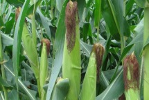 八月份种玉米晚不晚 种玉米的方法和步骤