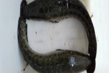 财鱼是黑鱼吗？财鱼吃什么食物