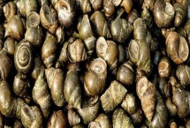 田螺靠什么移动