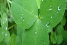 苜蓿草可以给仓鼠吃吗