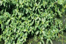 水花生根除一步到位