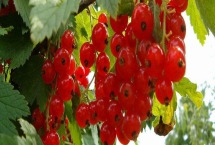 醋栗是什么东西 醋栗是什么东西