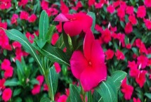 花卉天天开的养殖方法 种子如何采集