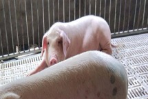 猪烂蹄子最佳治疗方法 是什么原因引起的