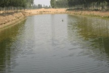 生石灰能降鱼塘亚硝酸盐高吗 一亩鱼塘用多少生石灰