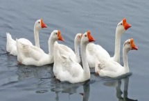 鹅为什么会哭 鹅和鸭子的区别