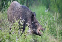 野猪皮上都是毛怎么弄掉