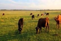 牛怀孕下犊日期计算 牛怀孕用什么办法可以检测出来