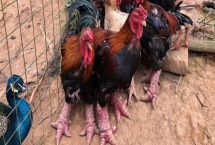 东涛鸡养殖方法 东涛鸡养几个月可以下蛋