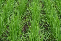 韭菜为什么是荤菜