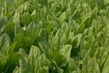 什么时间窝笋的种植方法和管理 种植莴笋需要施什么化肥