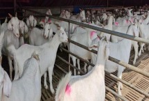 养殖羊怎么养殖 养羊可以只养一只吗 养殖羊怎么养殖 养羊可以只养一只吗